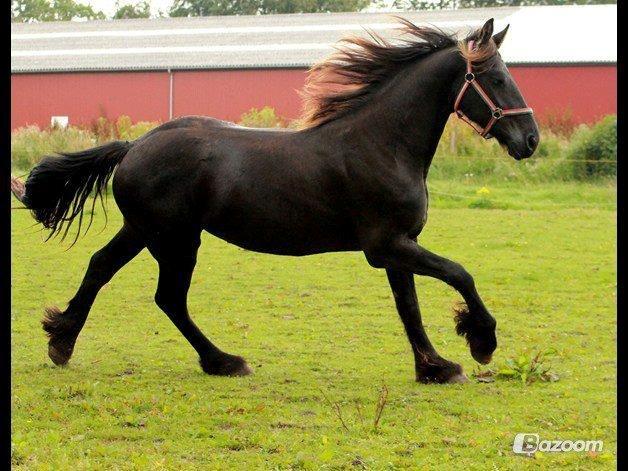 Frieser Temmy billede 4