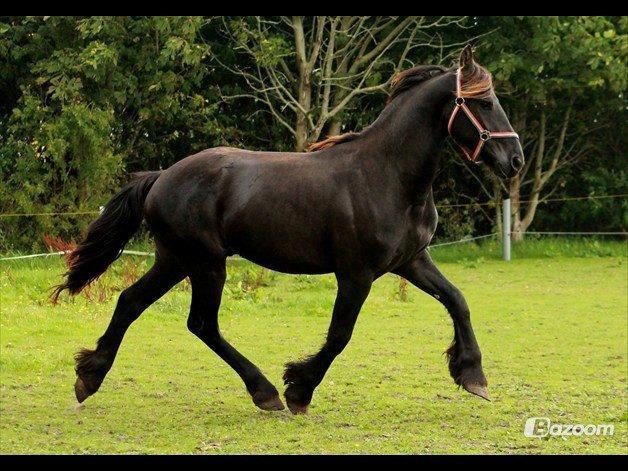 Frieser Temmy billede 5