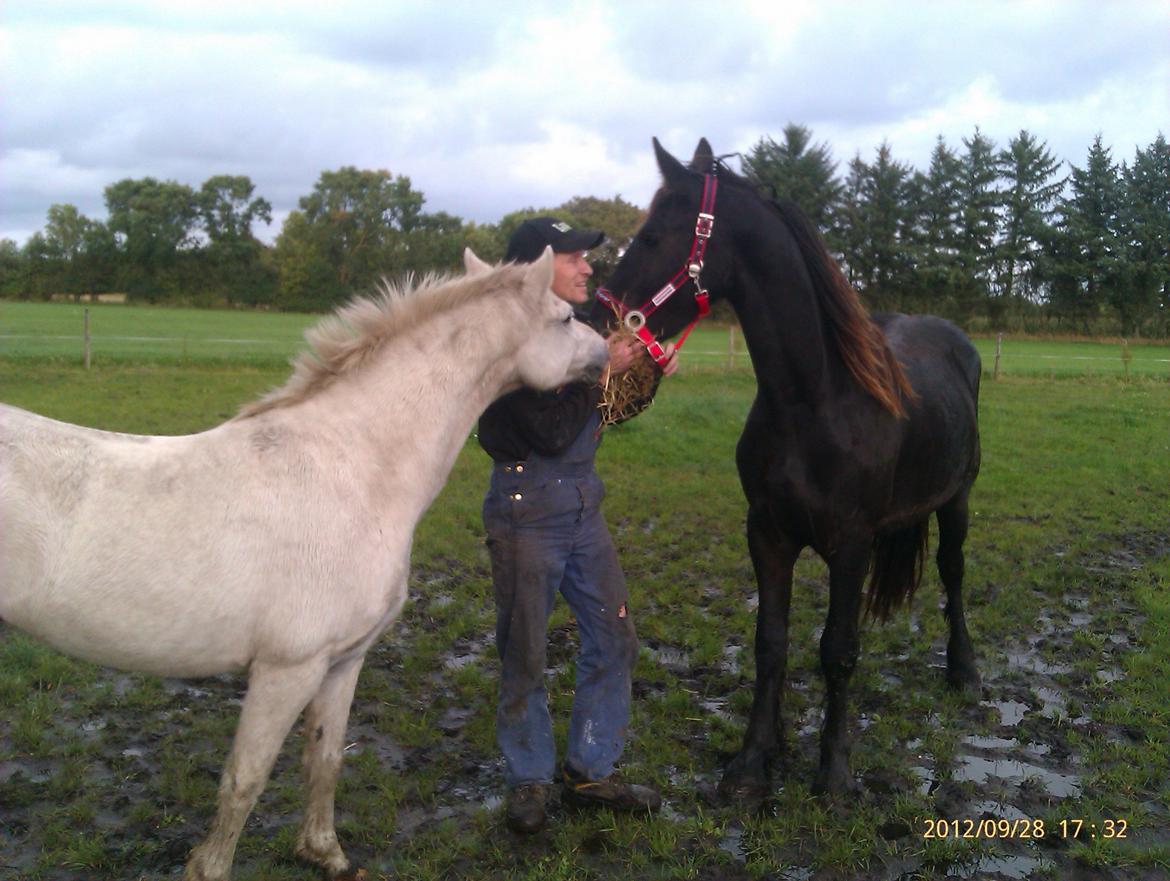 Frieser Temmy billede 7