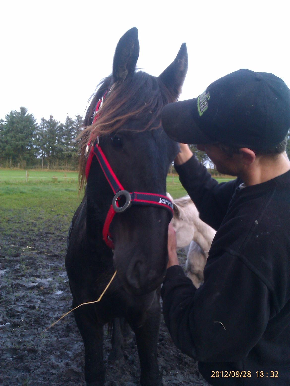 Frieser Temmy billede 8