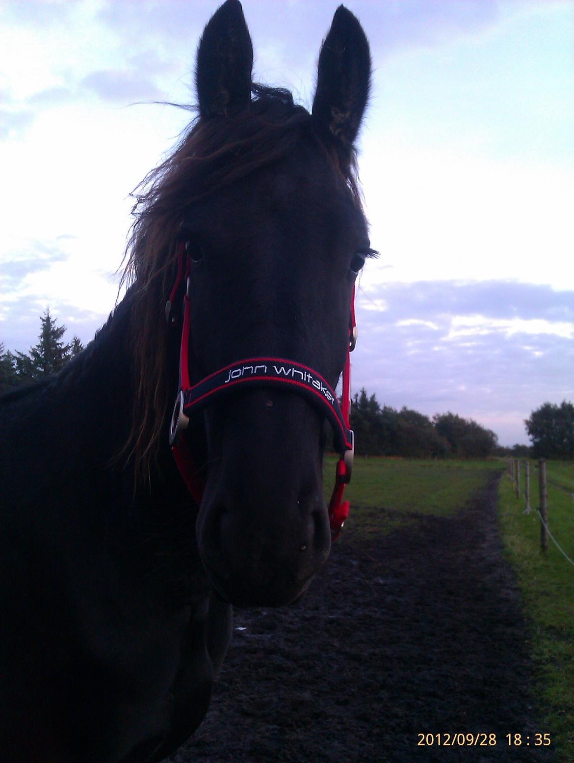 Frieser Temmy billede 6