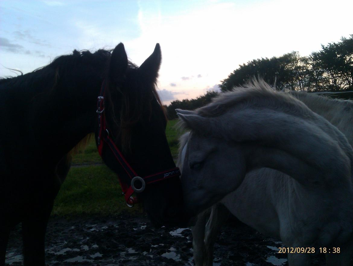 Frieser Temmy billede 9