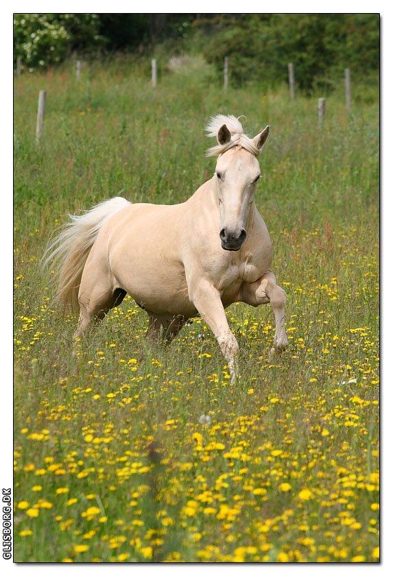 Palomino Bailey<3 - Nobody can go back and start a new beginning, but anyone can start today and make a new ending. - Billedet er taget af Heidi Glisborg. :) billede 13