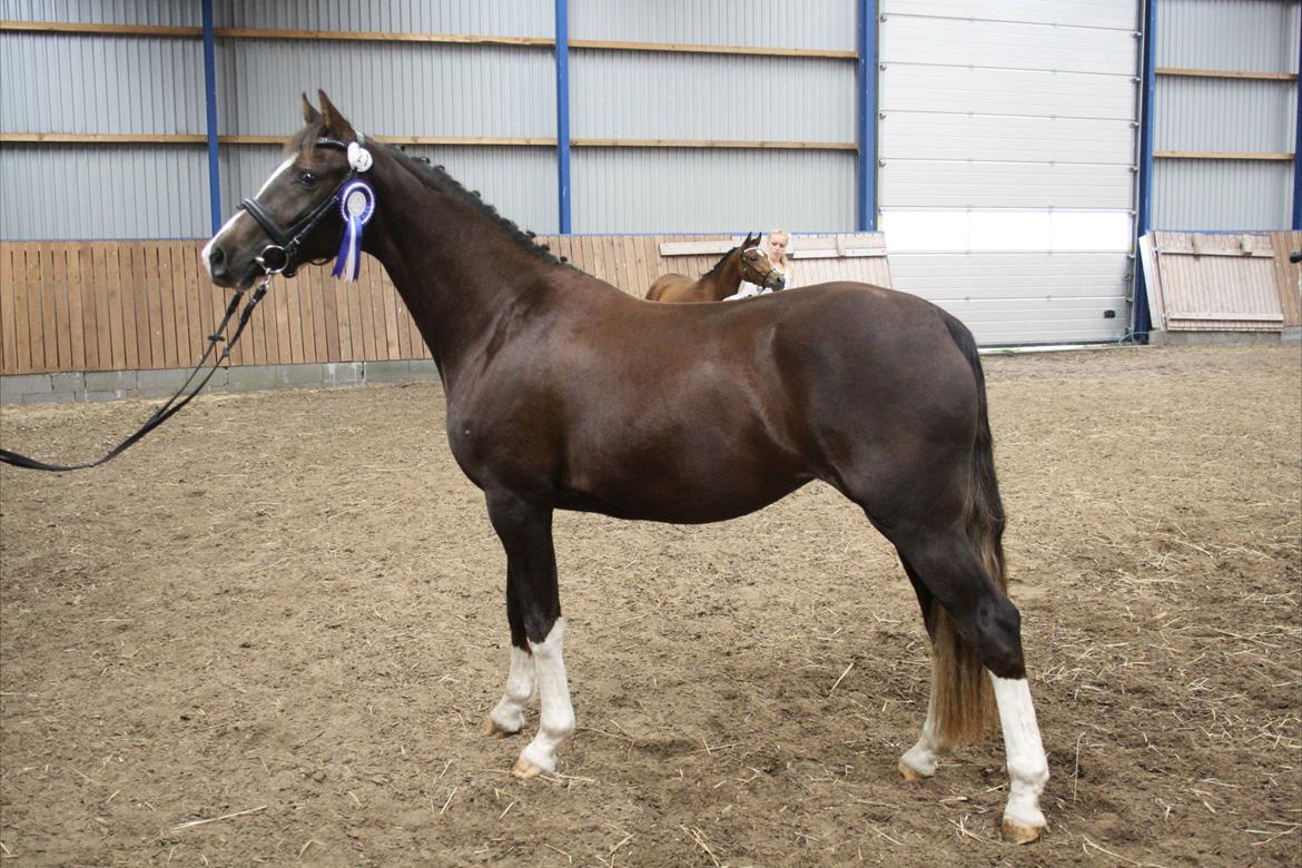 Welsh Partbred (Sec F) Struntze's MasterPiece BRSDH 630 - Kåring 15/9 -12  billede 31
