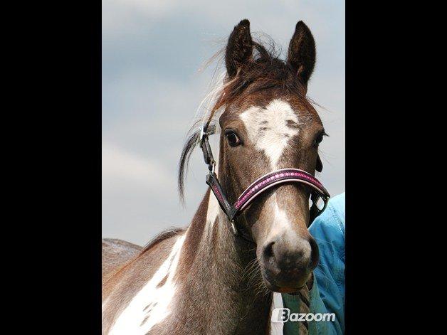 Anden særlig race skyttehuset´s paletti (popsen) - pops som føl!!<3 billede 11