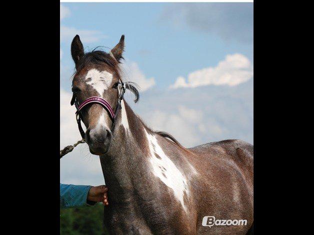 Anden særlig race skyttehuset´s paletti (popsen) - pops som føl billede 12