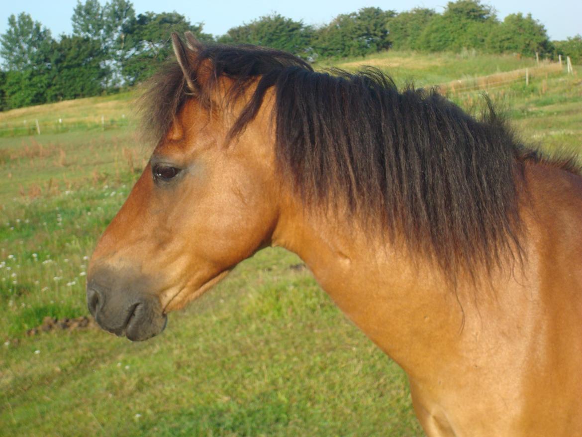 Gotlandsruss Hibiscus billede 1