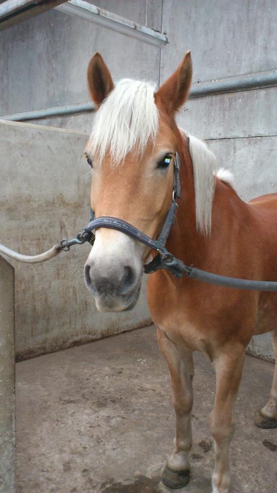 Tyroler Haflinger Wilox (låne hest) - ordnet. billede 9