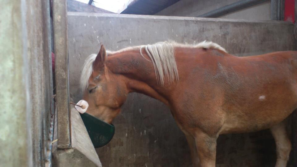 Tyroler Haflinger Wilox (låne hest) - Spiser. billede 11