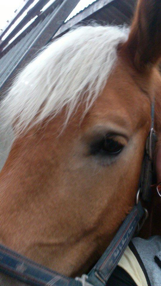 Tyroler Haflinger Wilox (låne hest) - Nær billede. billede 13