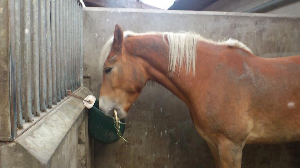 Tyroler Haflinger Wilox (låne hest) - Spiser mere. billede 15