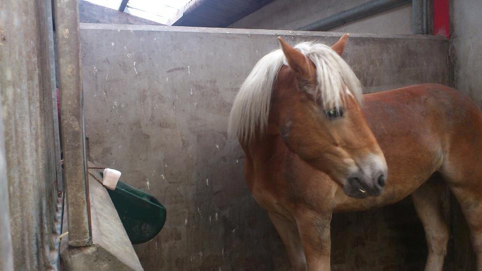 Tyroler Haflinger Wilox (låne hest) - Skal vi lave øvelser. billede 16