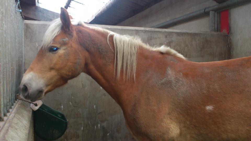 Tyroler Haflinger Wilox (låne hest) - Hviler, der er hårdt at være foto model. billede 17