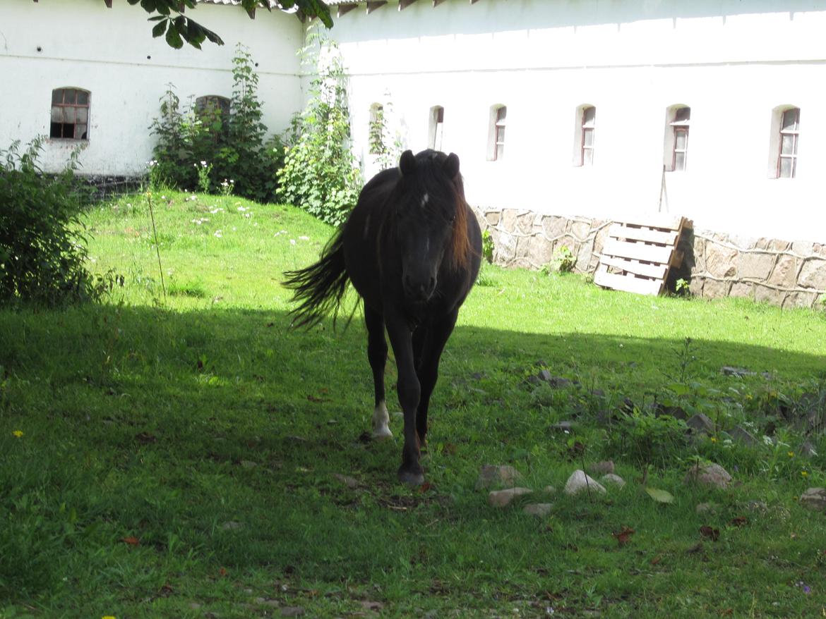 Welsh Mountain (sec A) Piccasso billede 16