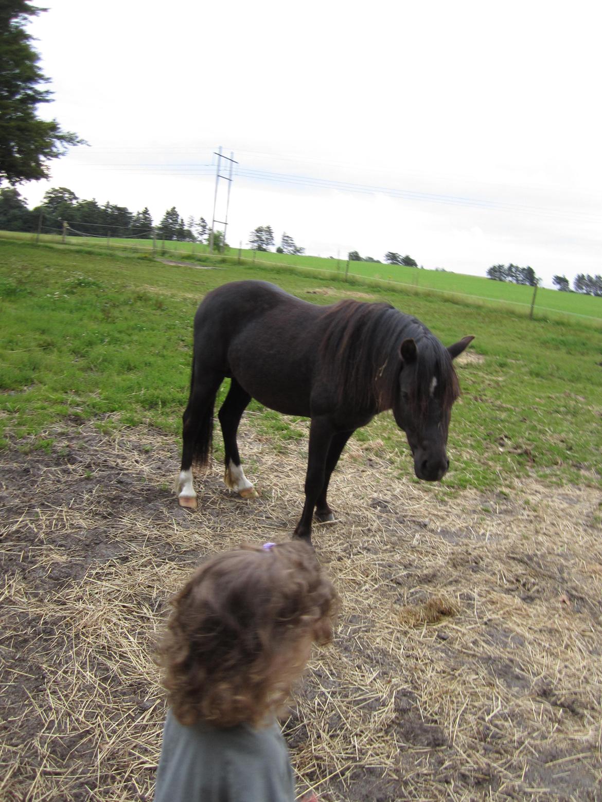 Welsh Mountain (sec A) Piccasso billede 17