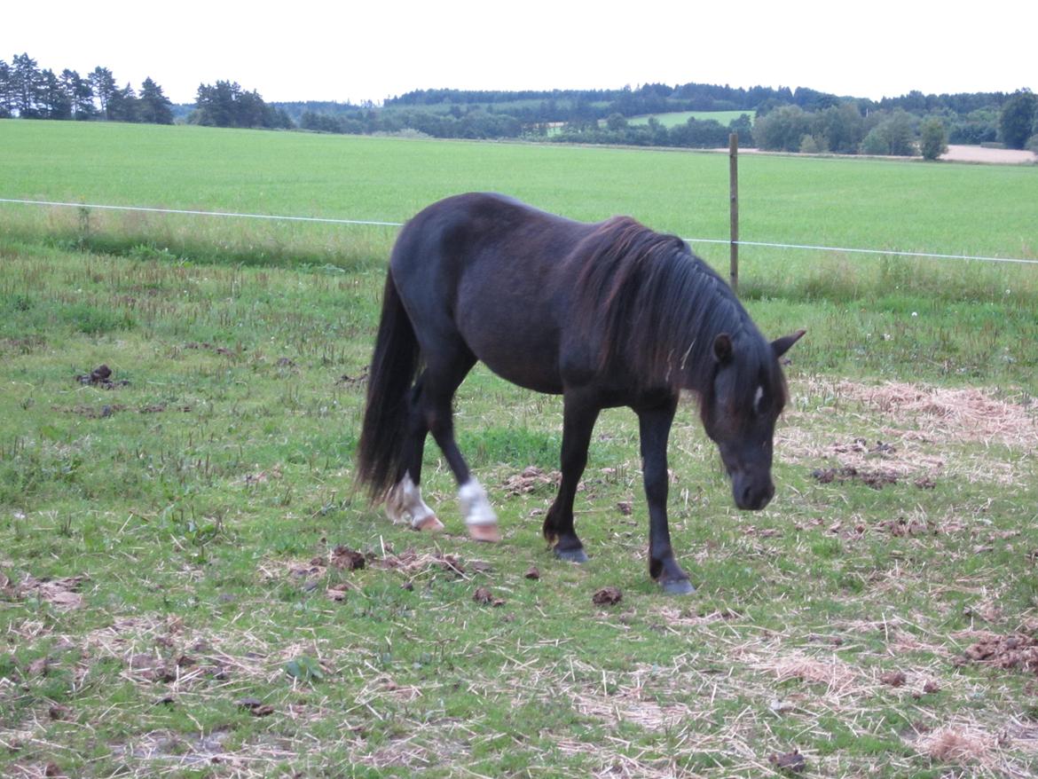 Welsh Mountain (sec A) Piccasso billede 18