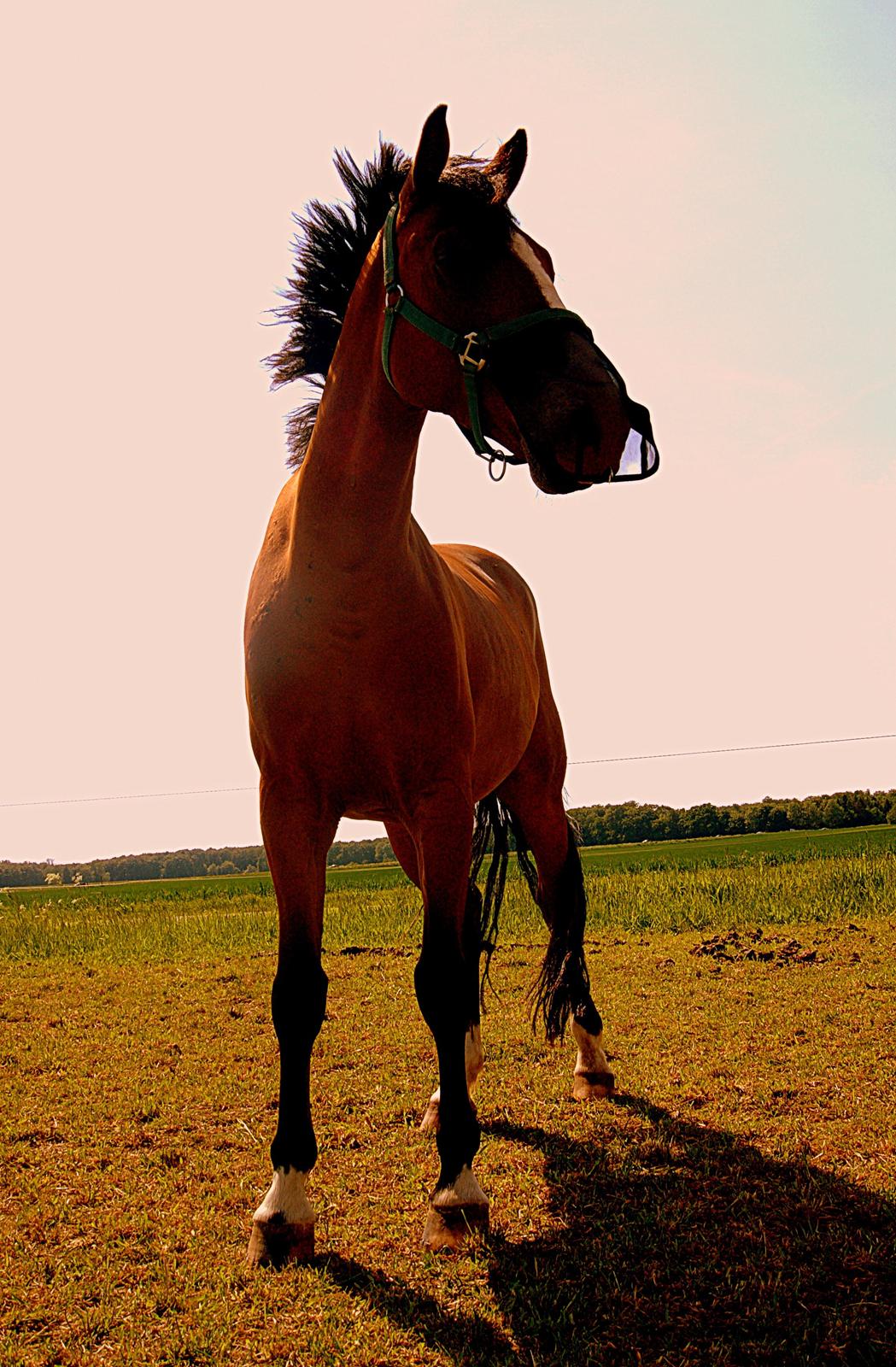 Anden særlig race Rex billede 17