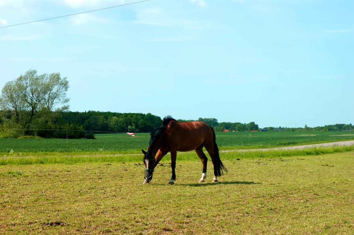 Anden særlig race Rex billede 18