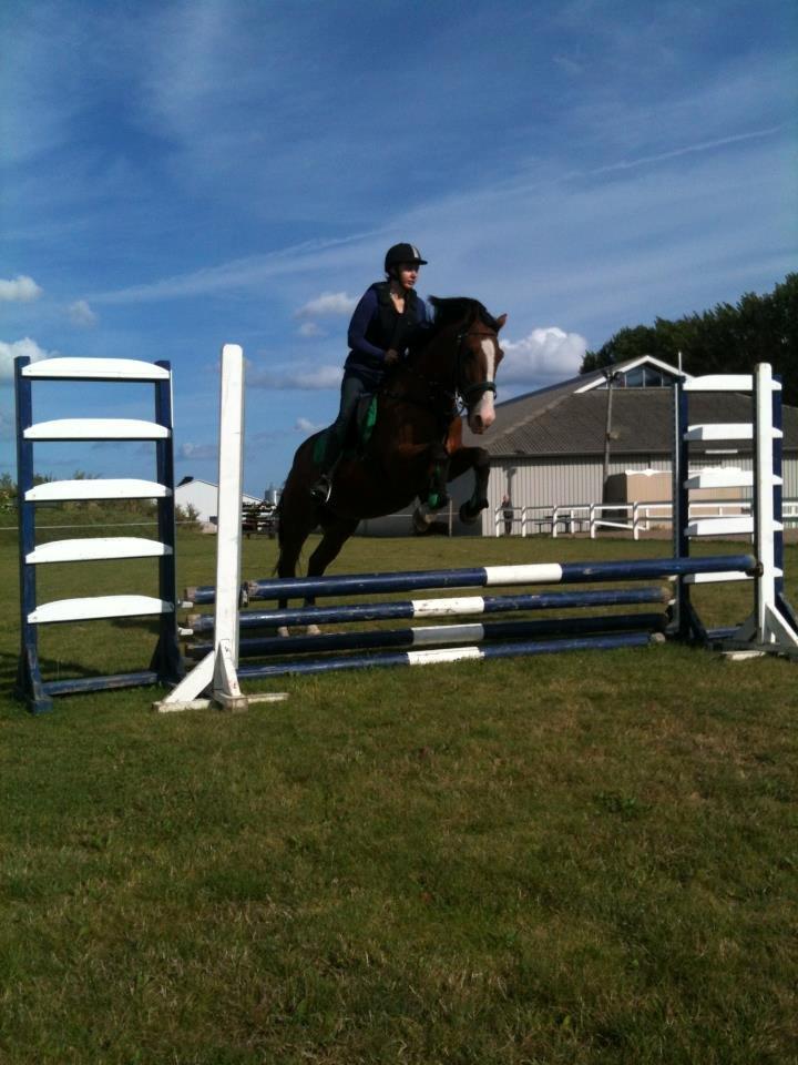 Anden særlig race Rex billede 2