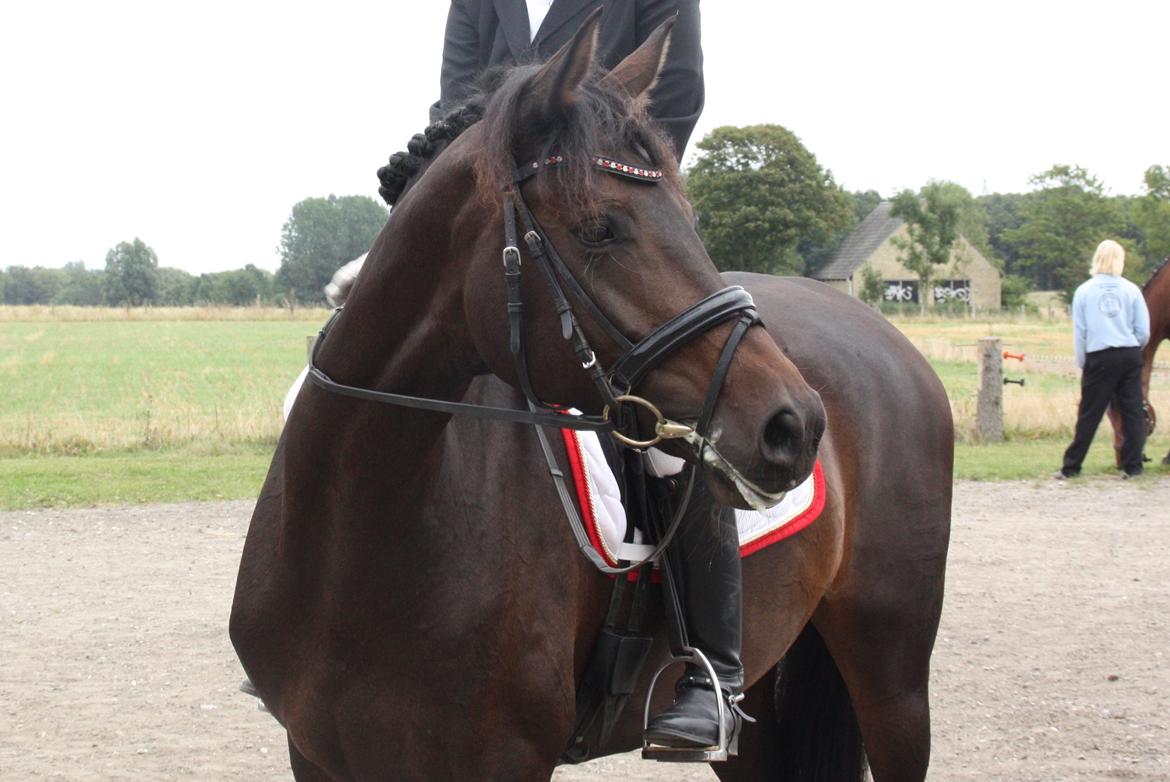 Dansk Varmblod 4 Ever Gipsy billede 2