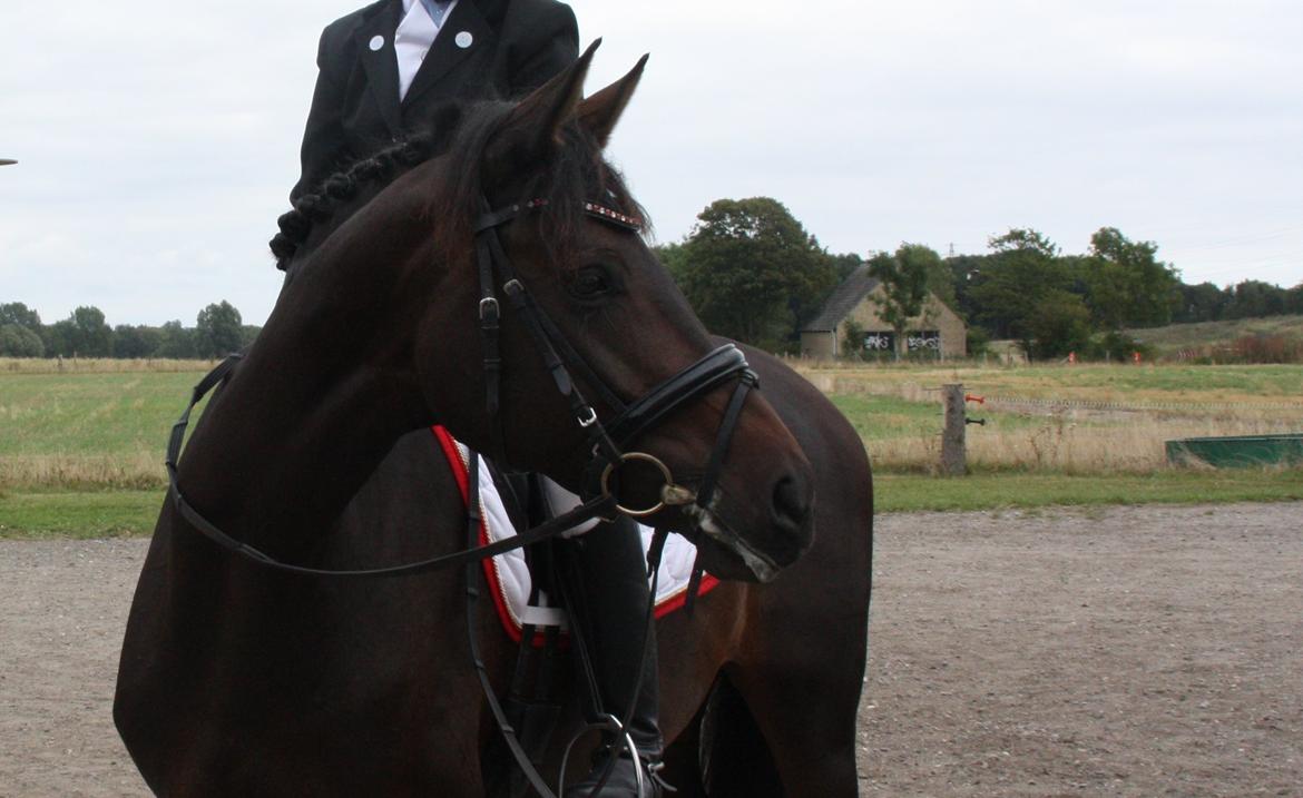 Dansk Varmblod 4 Ever Gipsy billede 3