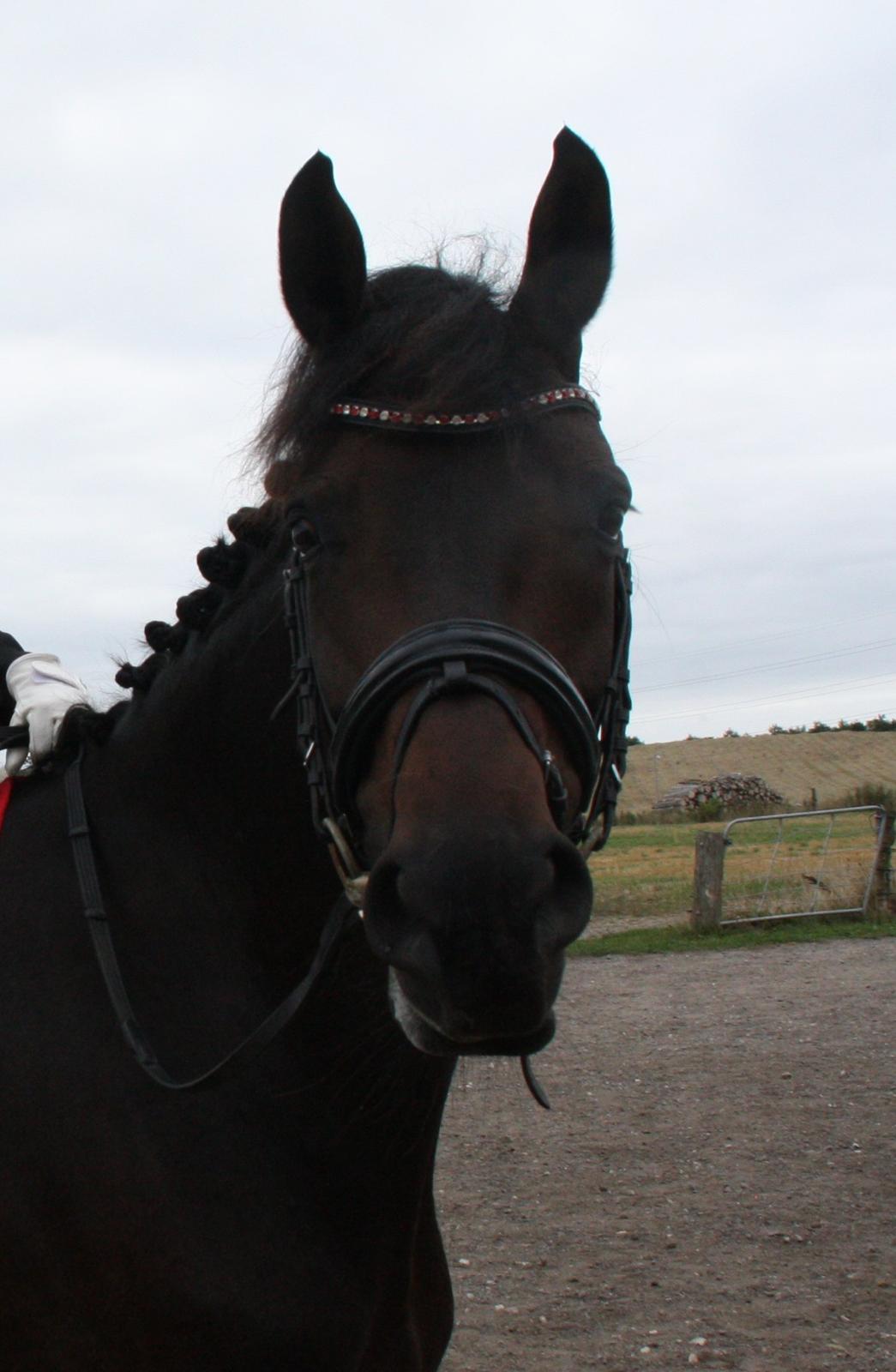 Dansk Varmblod 4 Ever Gipsy billede 4
