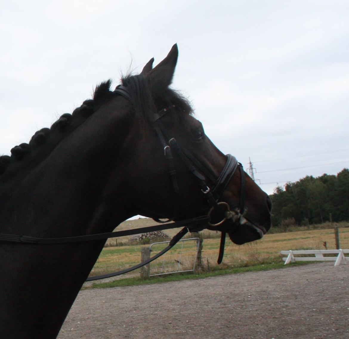 Dansk Varmblod 4 Ever Gipsy billede 5