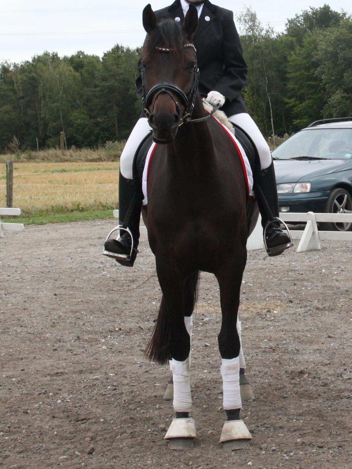 Dansk Varmblod 4 Ever Gipsy billede 6