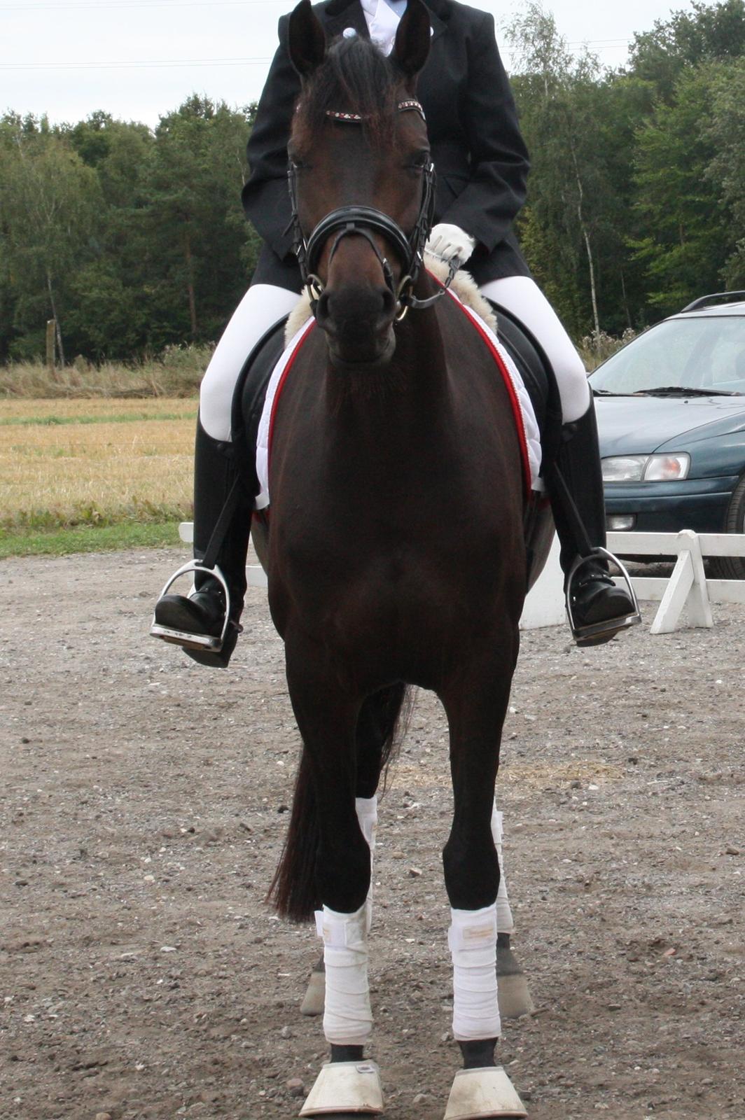 Dansk Varmblod 4 Ever Gipsy billede 7