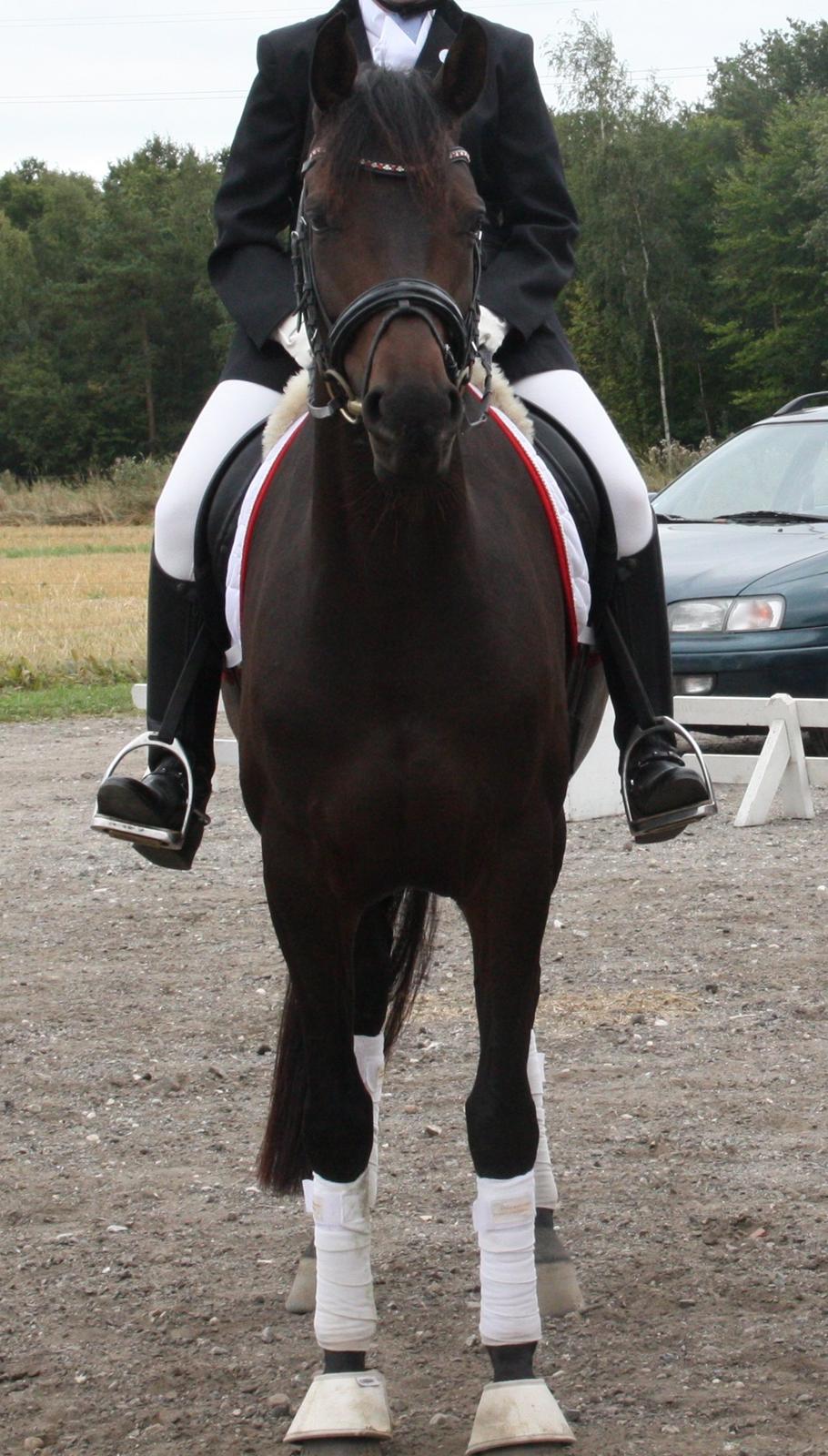 Dansk Varmblod 4 Ever Gipsy billede 8