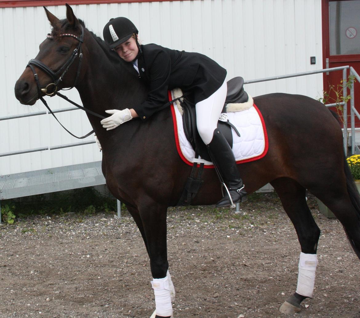 Dansk Varmblod 4 Ever Gipsy billede 9