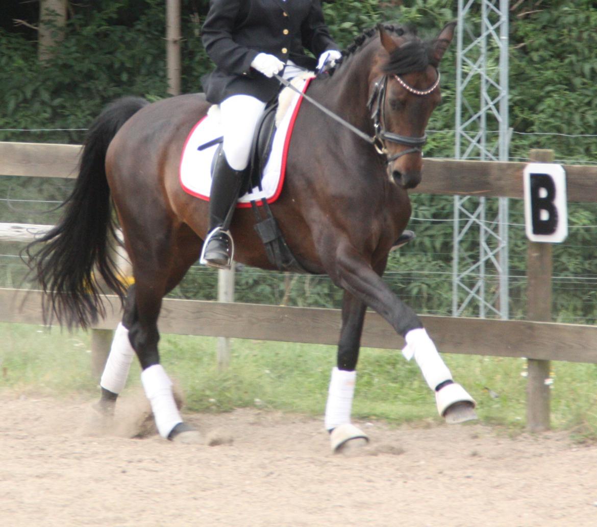 Dansk Varmblod 4 Ever Gipsy billede 10