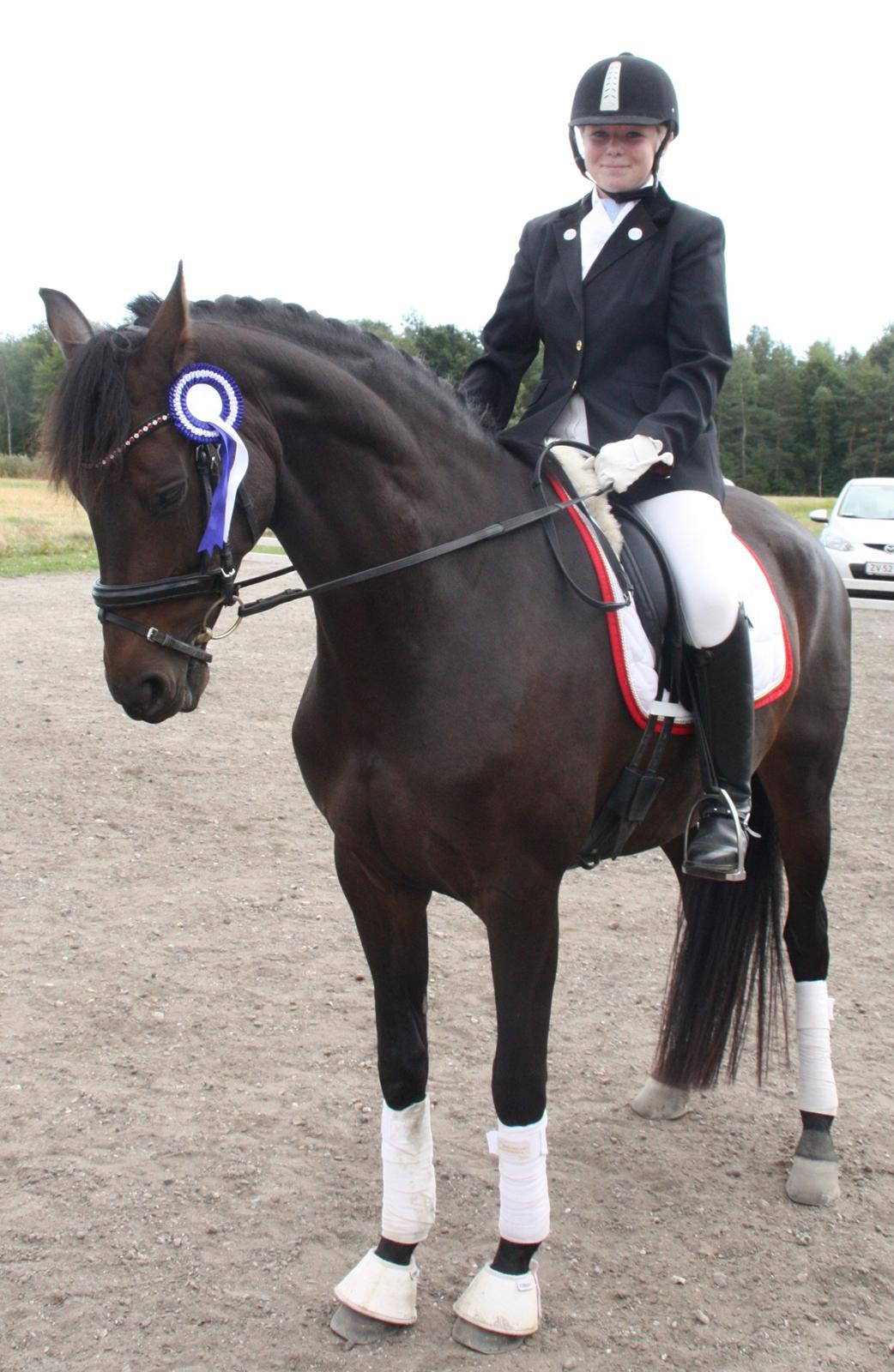 Dansk Varmblod 4 Ever Gipsy billede 11