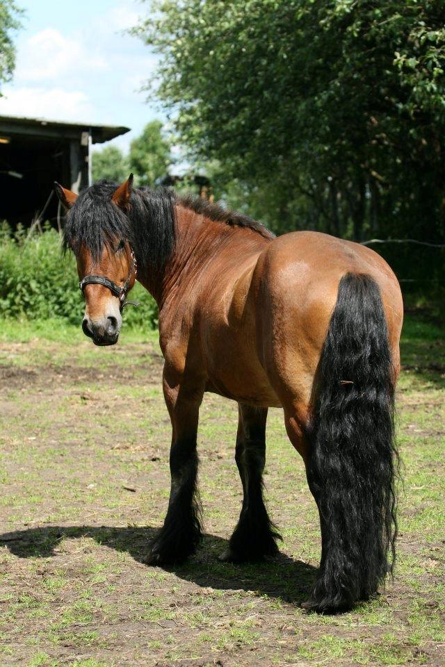 Nordsvensk Skovhest Lukas :* [Tidl Hest] - Jeg vil mene han står lidt krykket, i forhold til hvad han plejer? :D billede 11