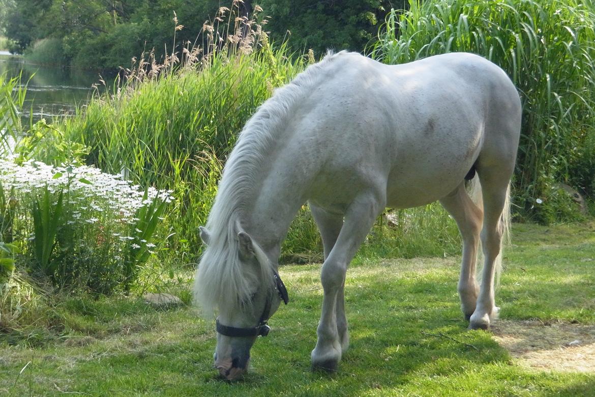 Welsh Partbred (Sec F) harald- prinsens hvide hingst billede 10