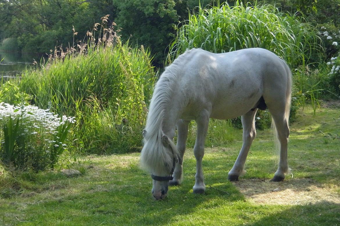 Welsh Partbred (Sec F) harald- prinsens hvide hingst billede 1