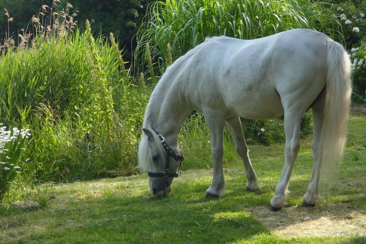 Welsh Partbred (Sec F) harald- prinsens hvide hingst billede 13