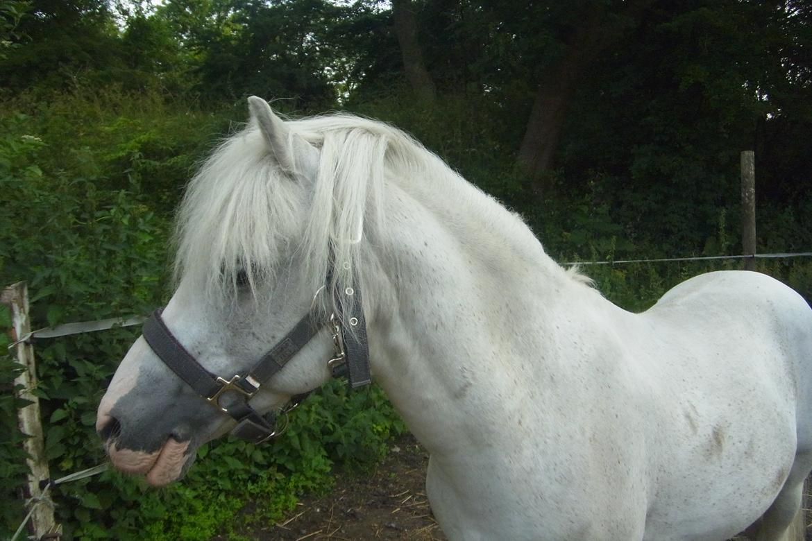 Welsh Partbred (Sec F) harald- prinsens hvide hingst billede 14