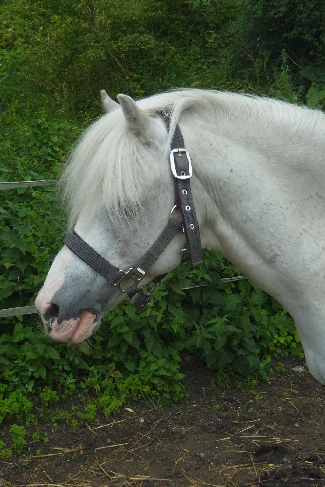 Welsh Partbred (Sec F) harald- prinsens hvide hingst billede 9