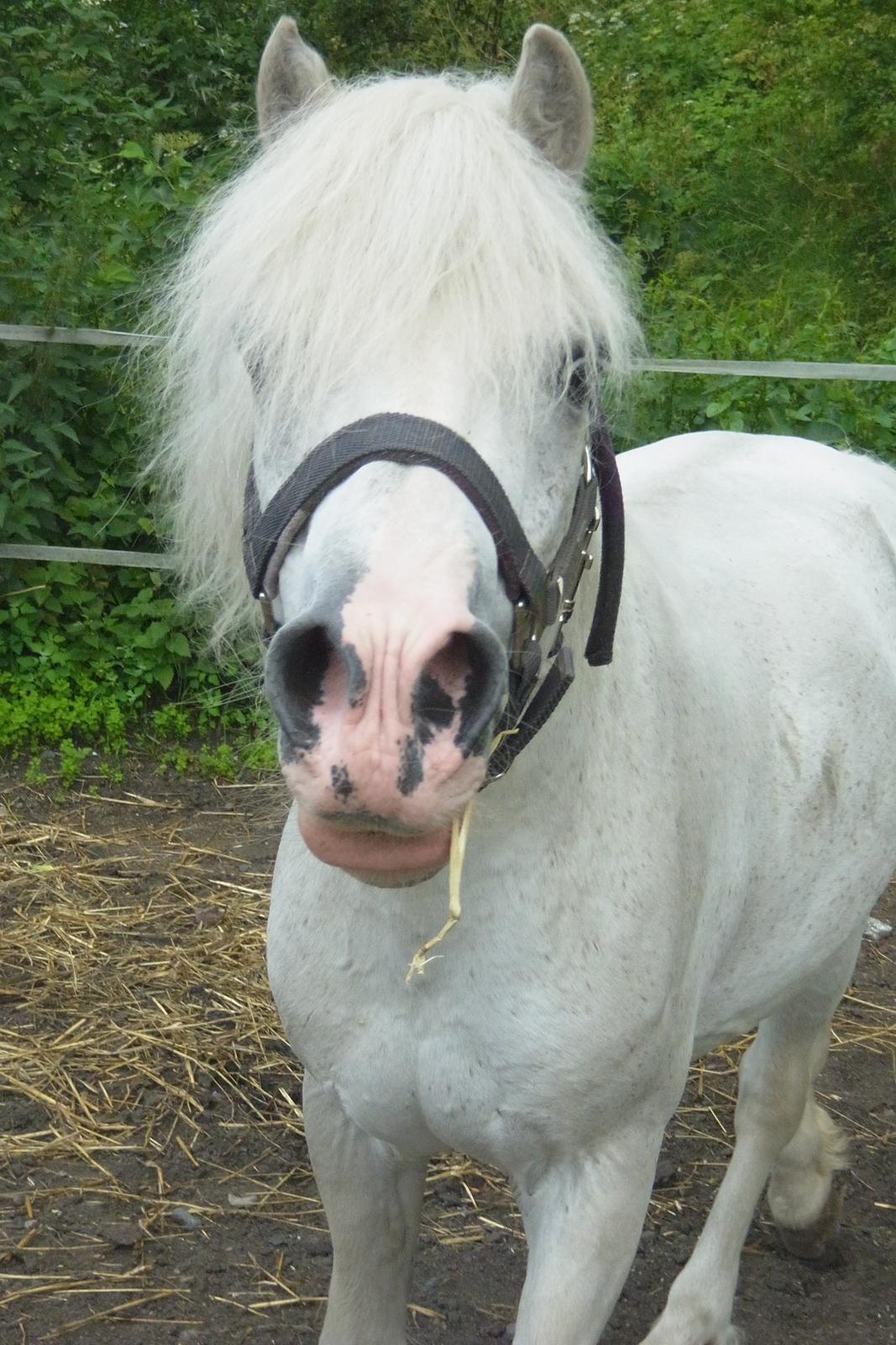 Welsh Partbred (Sec F) harald- prinsens hvide hingst billede 11