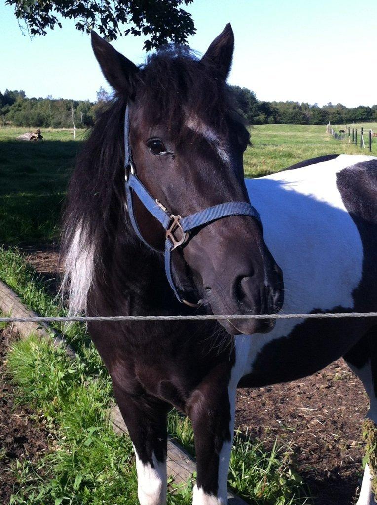 Anden særlig race Magnus <3 - første dag han kom hjem så han kun var min<3<3<3<3<3<33< billede 2