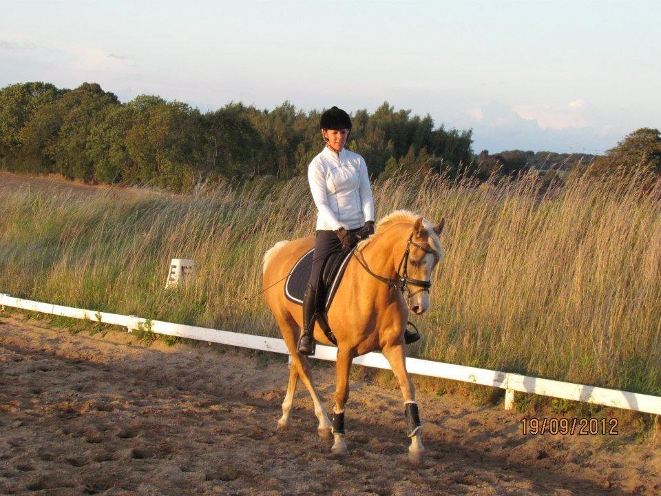Palomino Sepstrups Diva - Rider billede 2