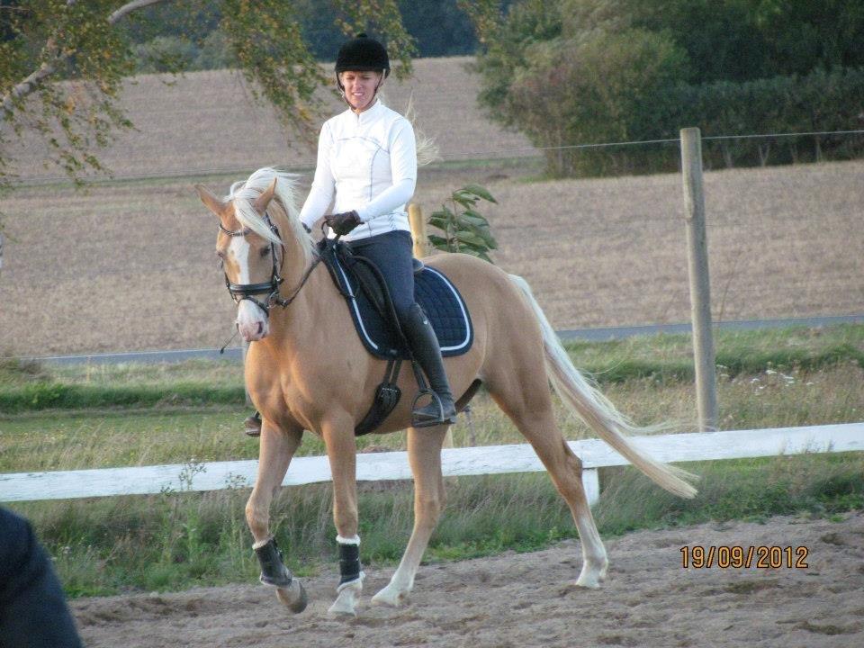 Palomino Sepstrups Diva - Rider billede 3