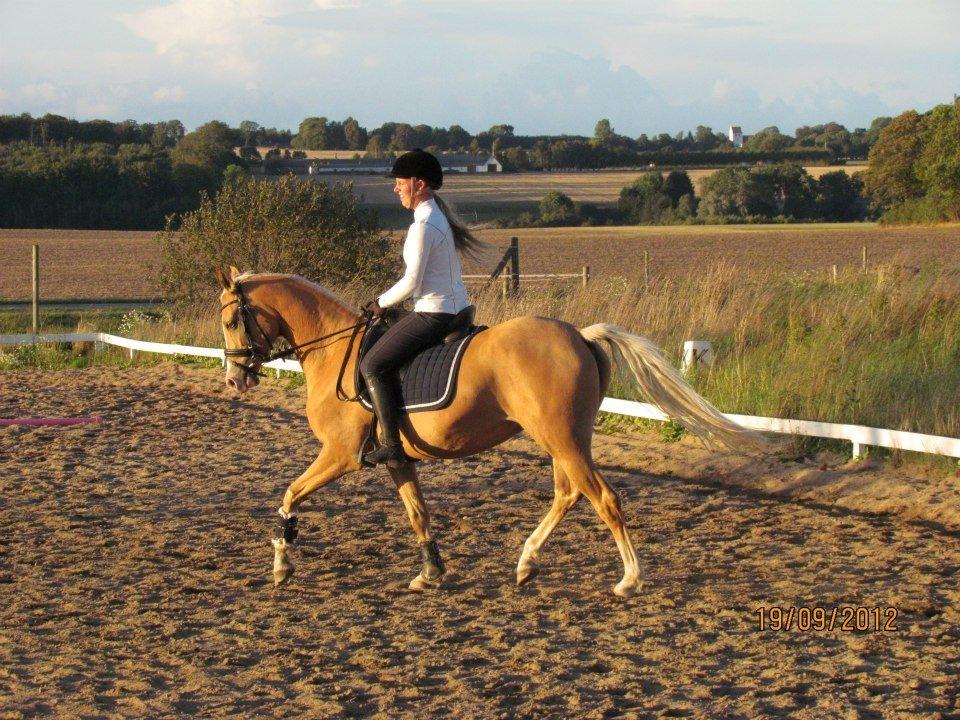 Palomino Sepstrups Diva - Rider billede 6