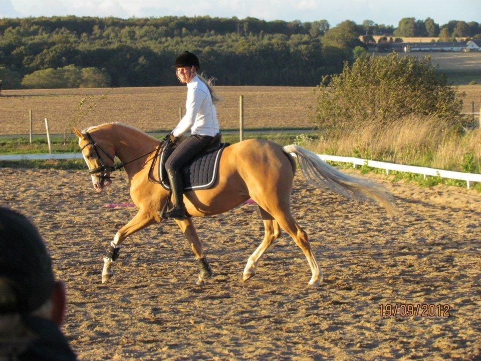 Palomino Sepstrups Diva - Rider billede 7