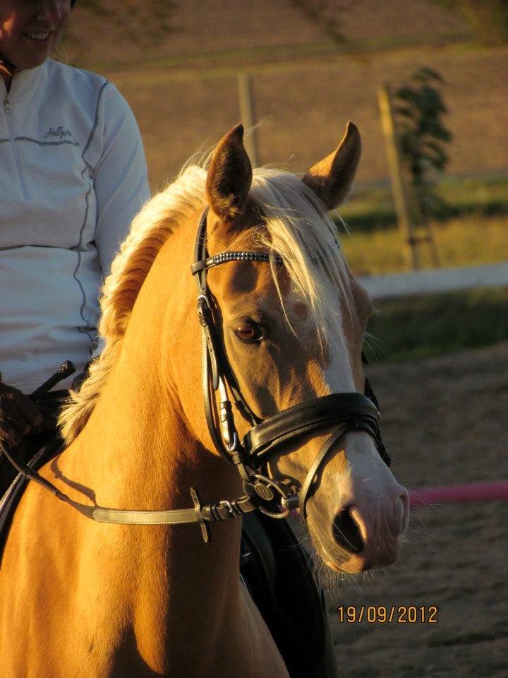 Palomino Sepstrups Diva - Rider billede 8