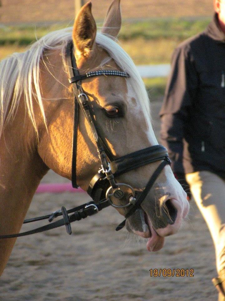 Palomino Sepstrups Diva - Rider billede 9