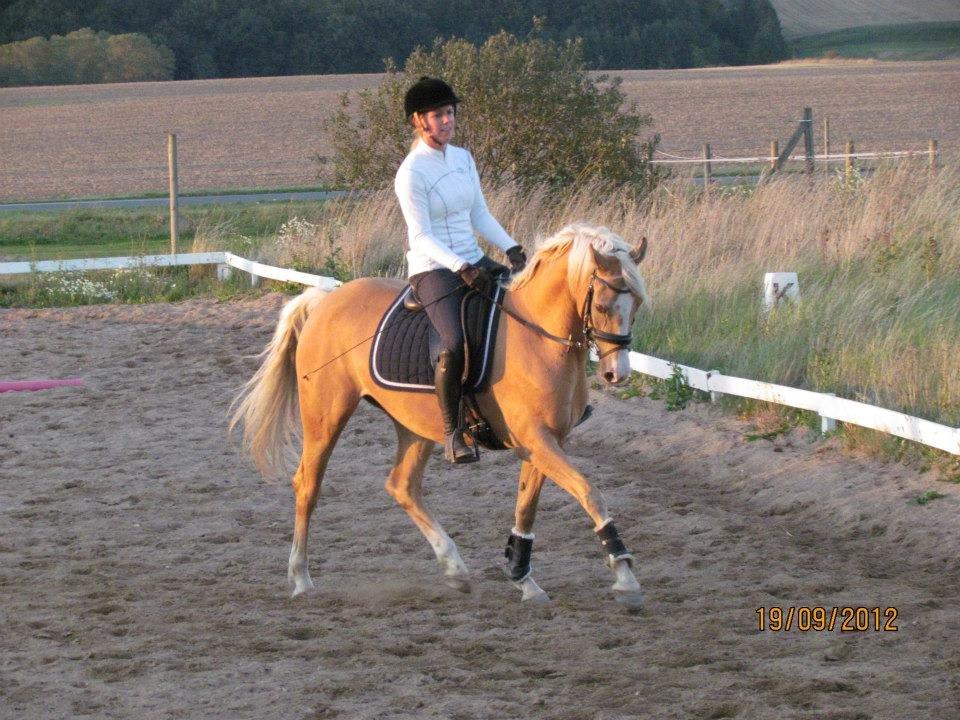 Palomino Sepstrups Diva - Rider billede 11