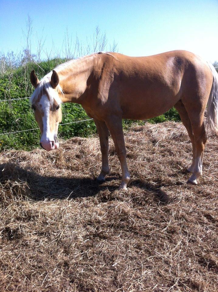 Palomino Sepstrups Diva - Rider billede 5