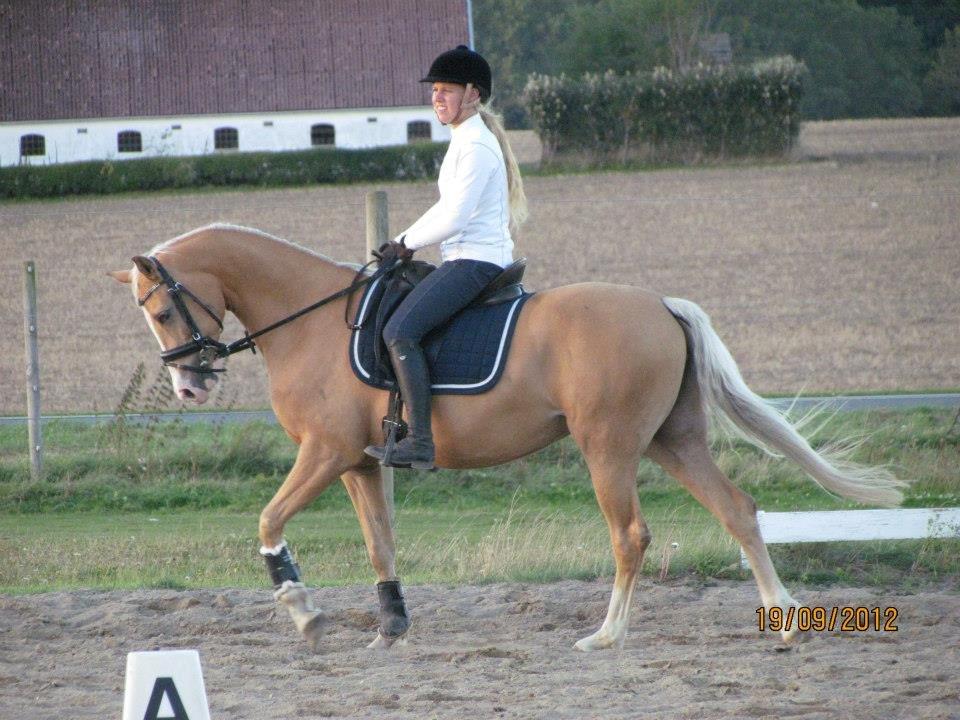 Palomino Sepstrups Diva - Rider billede 12